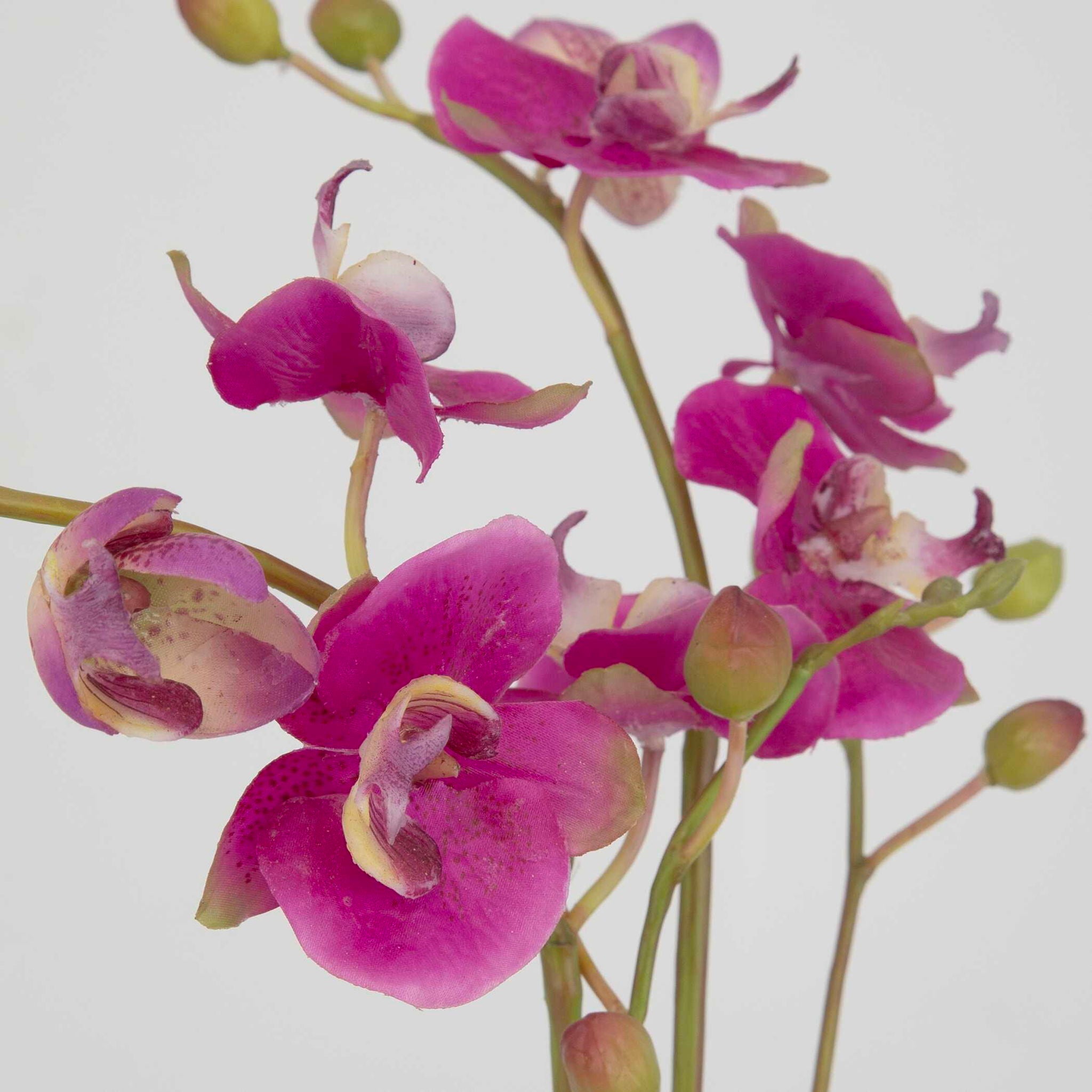 Glory Orchid - Fuchsia Orchid - Pearl Silver - Image 2