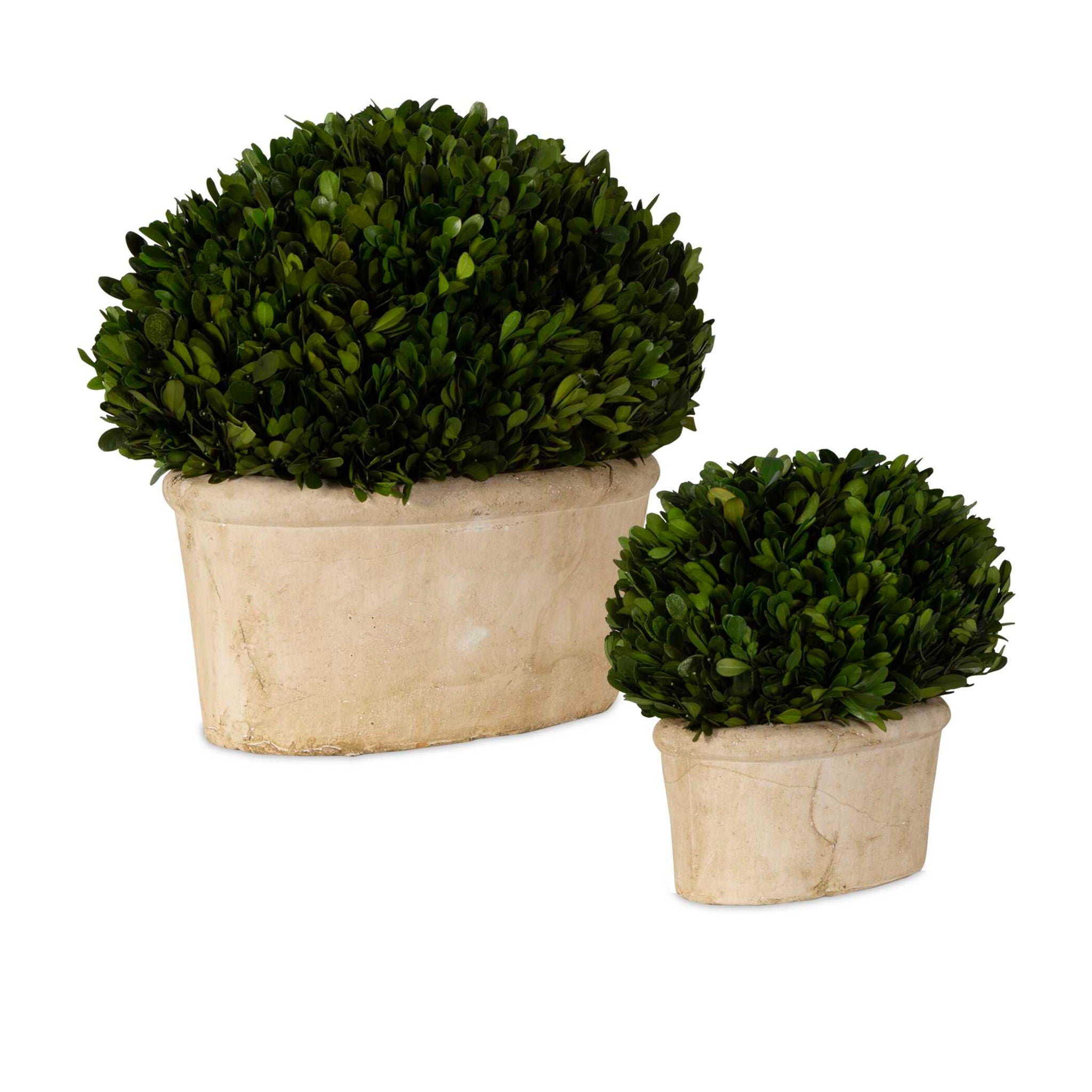 Preserved Boxwood - Oval Domes (Set of 2) - Beige - Image 2