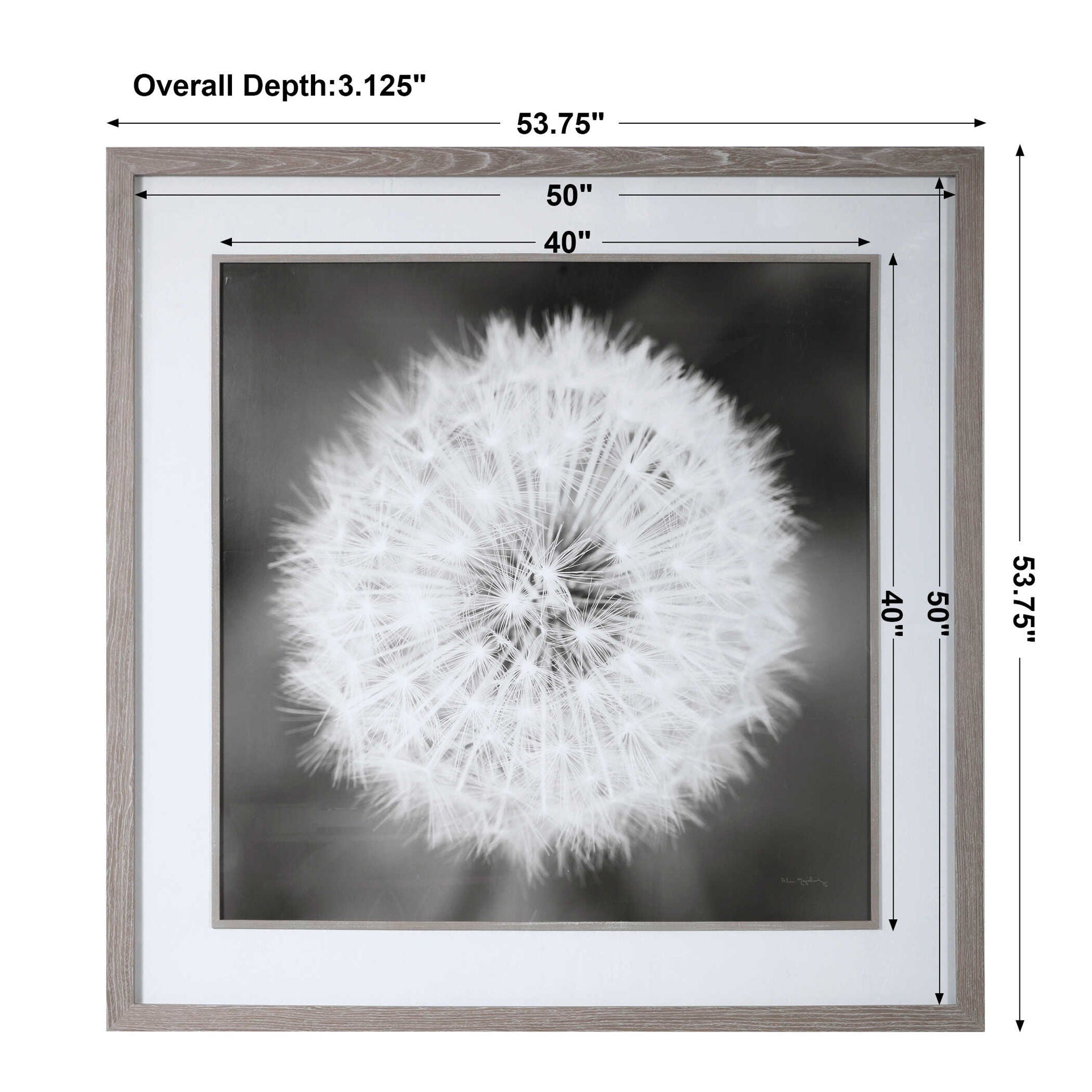 Dandelion Seedhead - Framed Print - Black - Image 2