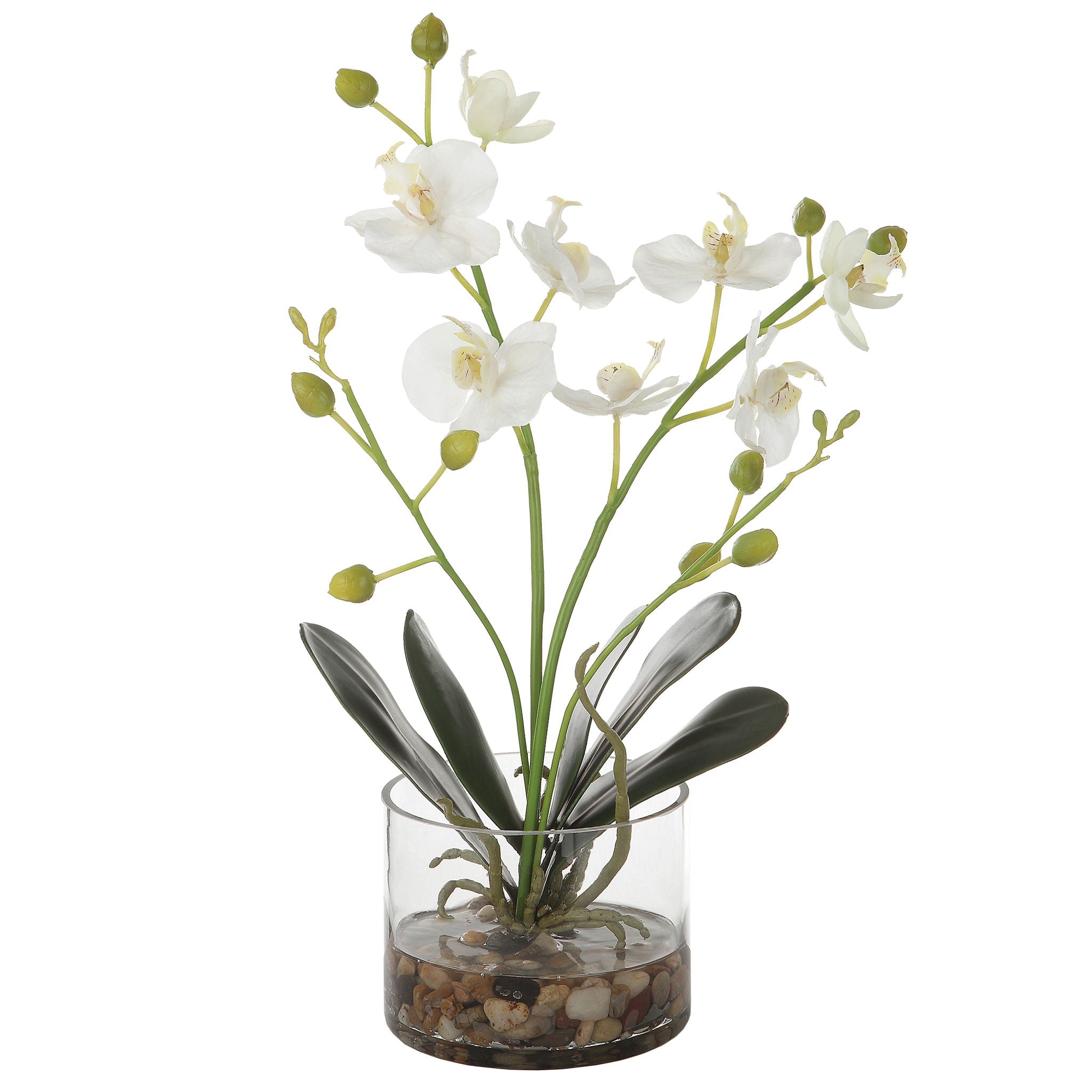 Glory – Orchid