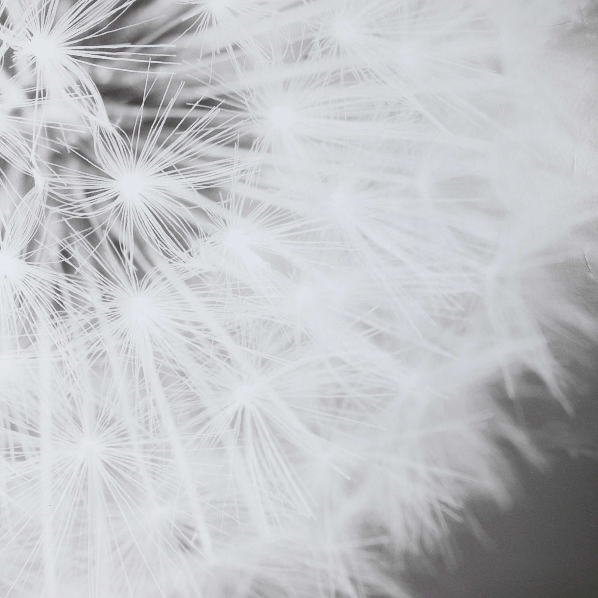 Dandelion Seedhead - Framed Print - Black - Image 3