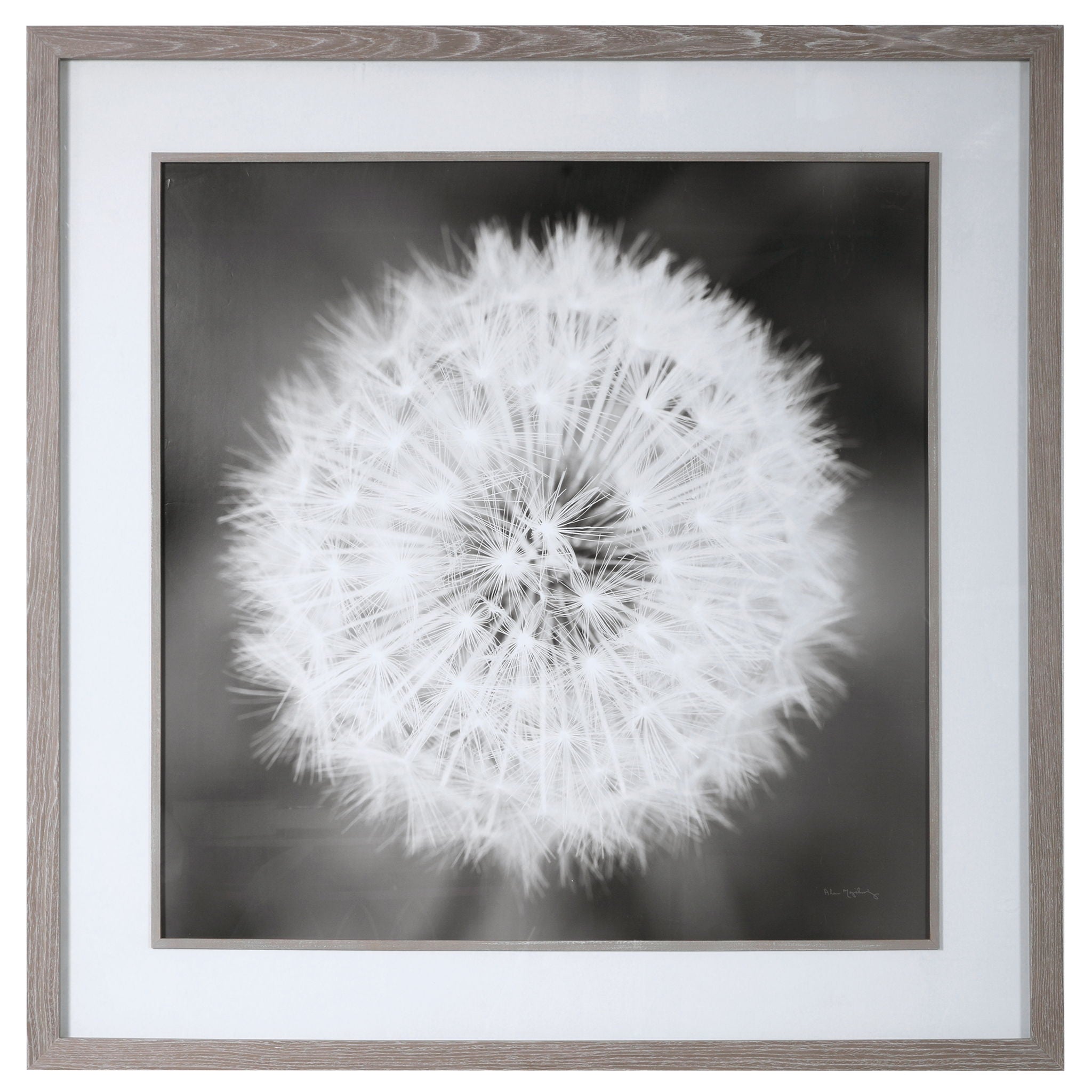Dandelion Seedhead - Framed Print - Black - Image 1
