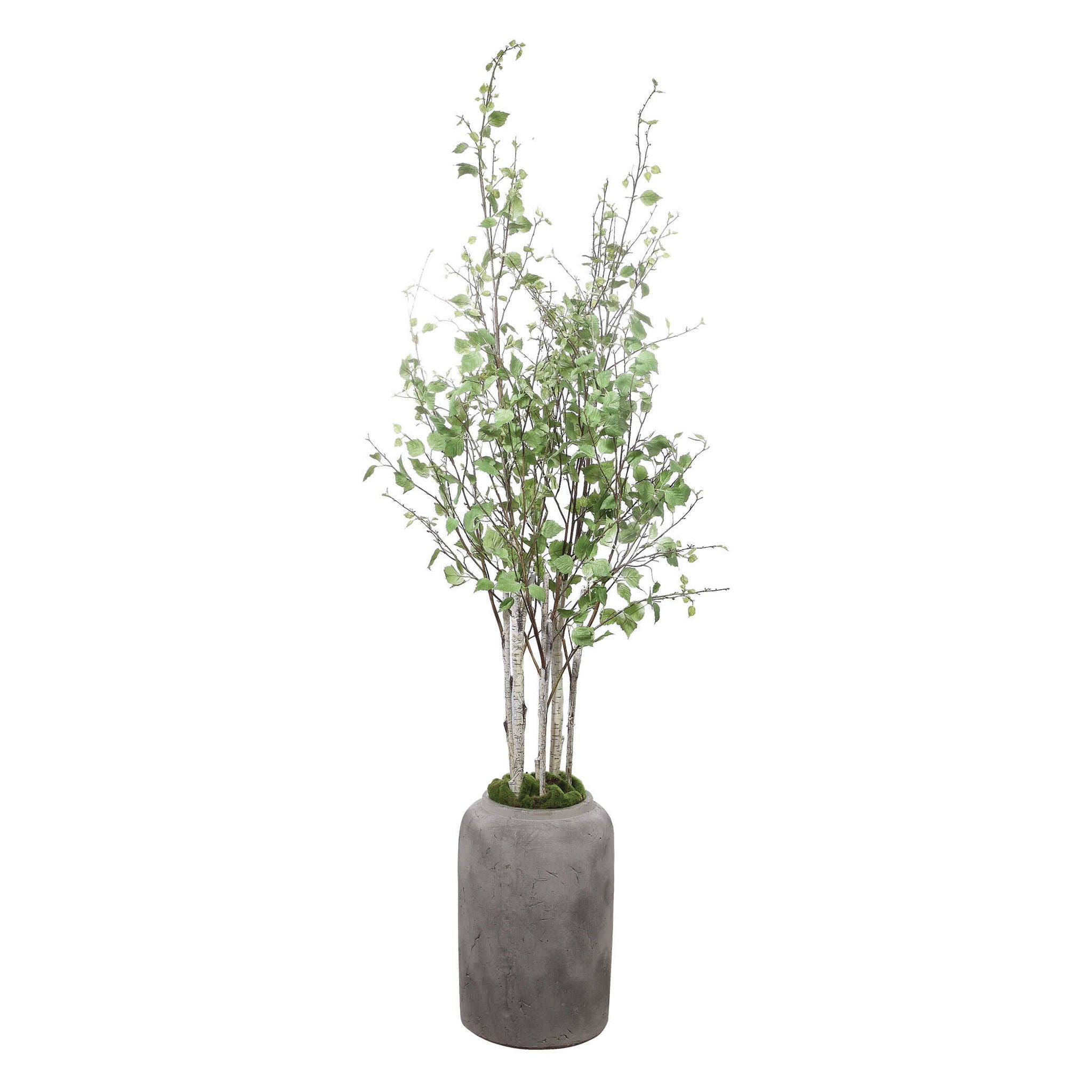 Aldis - Potted River Birch - Pearl Silver - Image 2