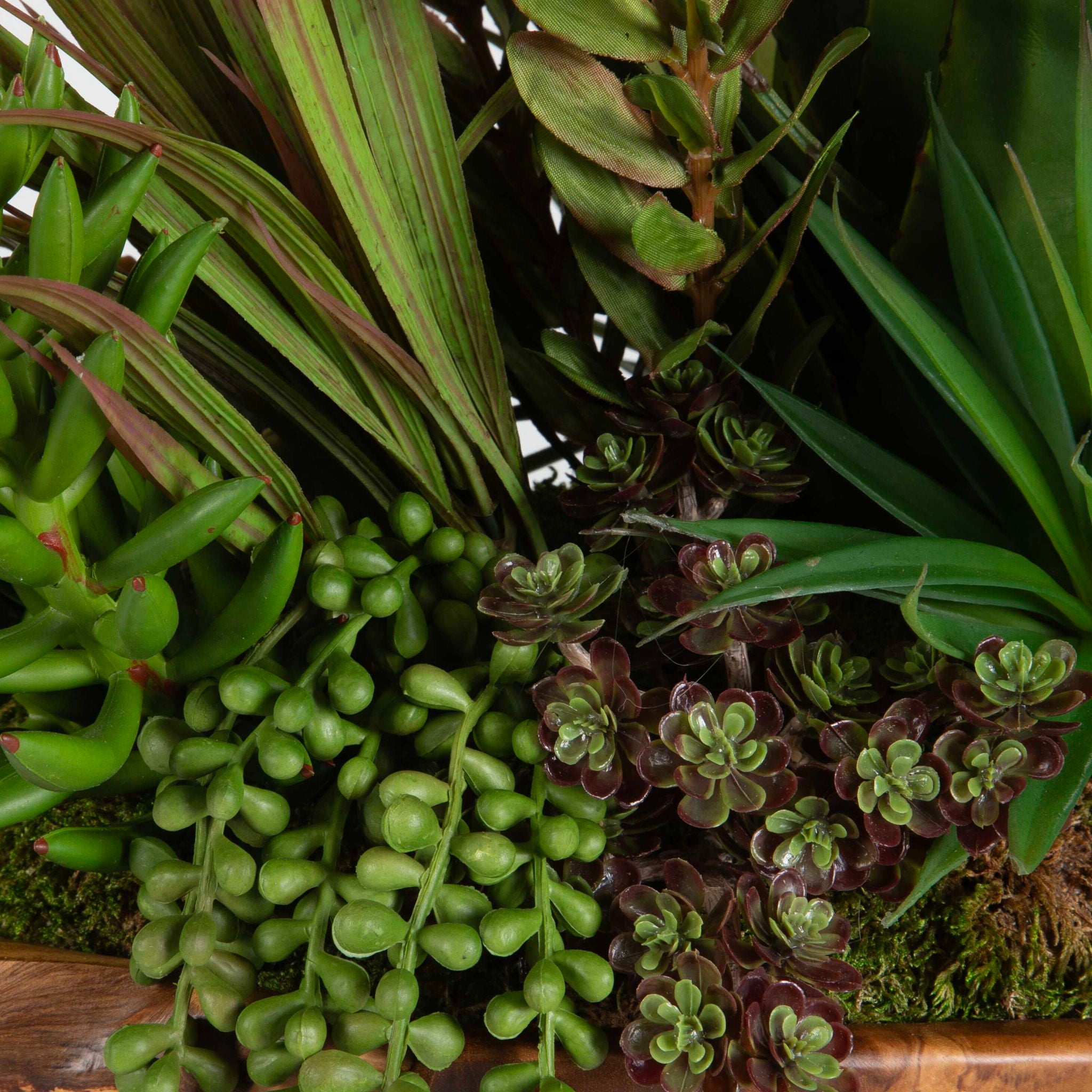 Salar - Succulents In Teak Bowl - Light Brown - Image 2