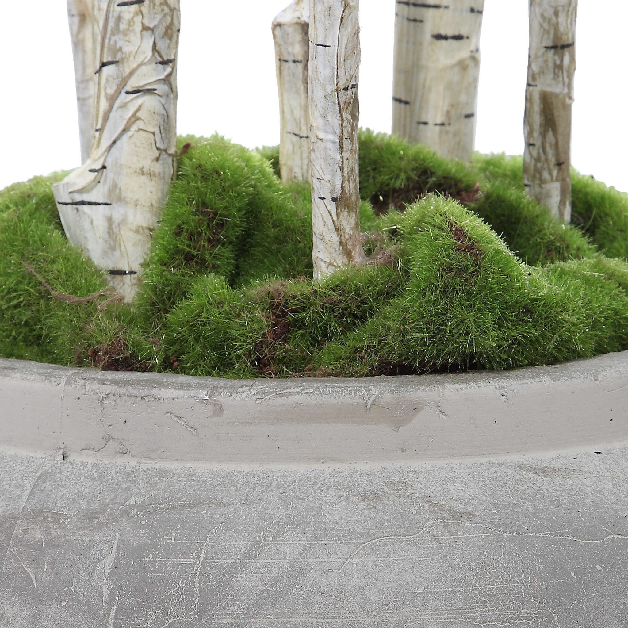 Aldis - Potted River Birch - Pearl Silver - Image 3