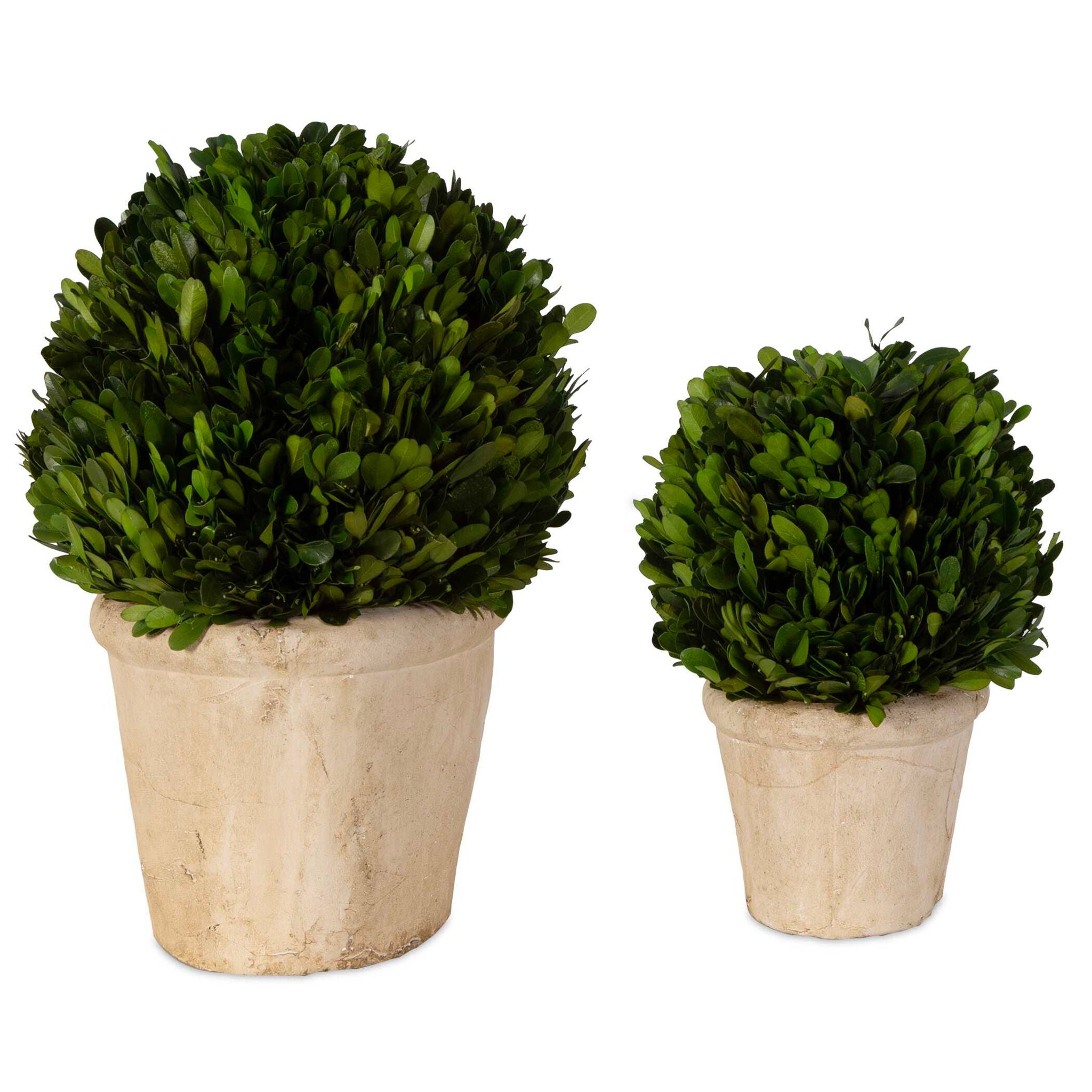 Preserved Boxwood - Oval Domes (Set of 2) - Beige - Image 3