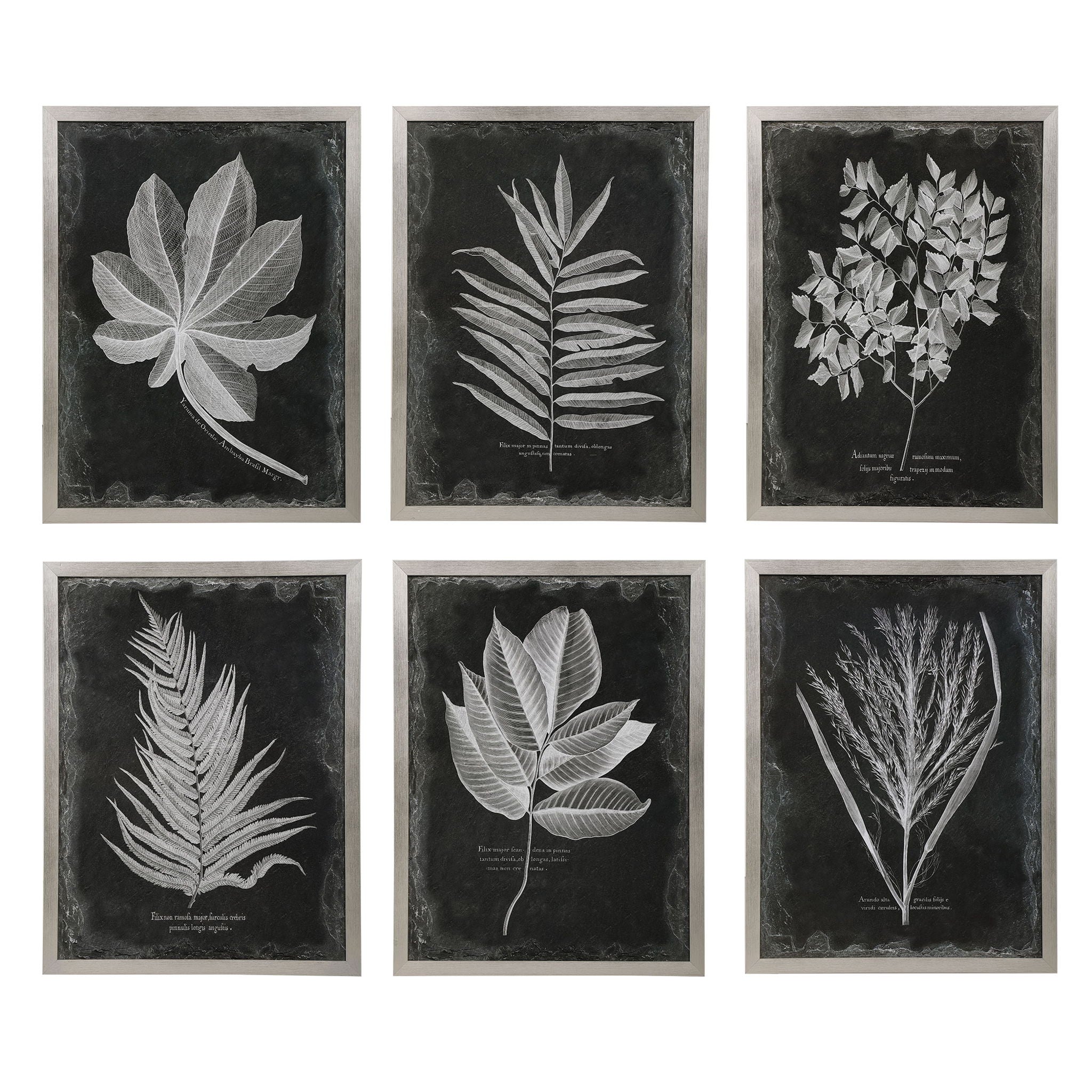 Foliage - Framed Prints (Set of 6) - Black - Image 1