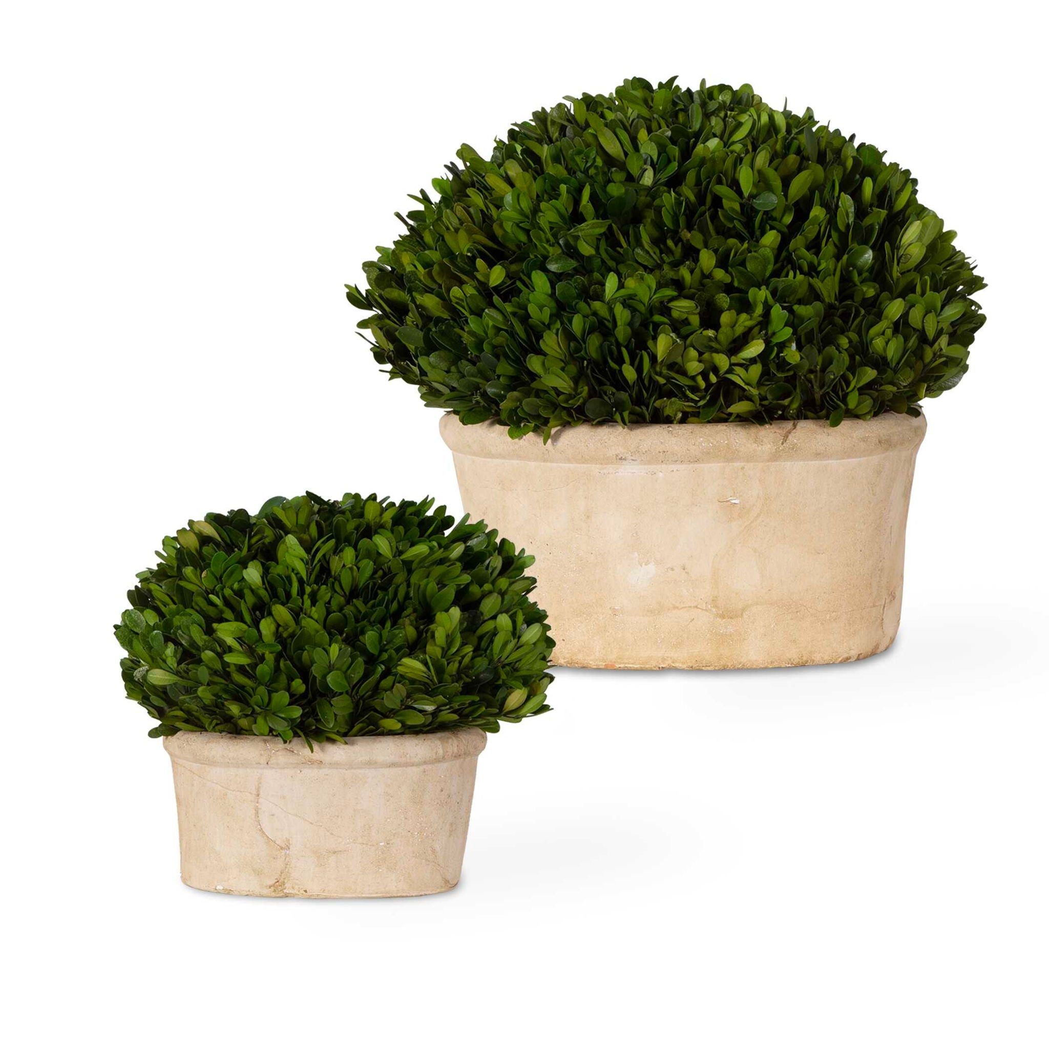 Preserved Boxwood – Oval Domes (Set of 2) – Beige