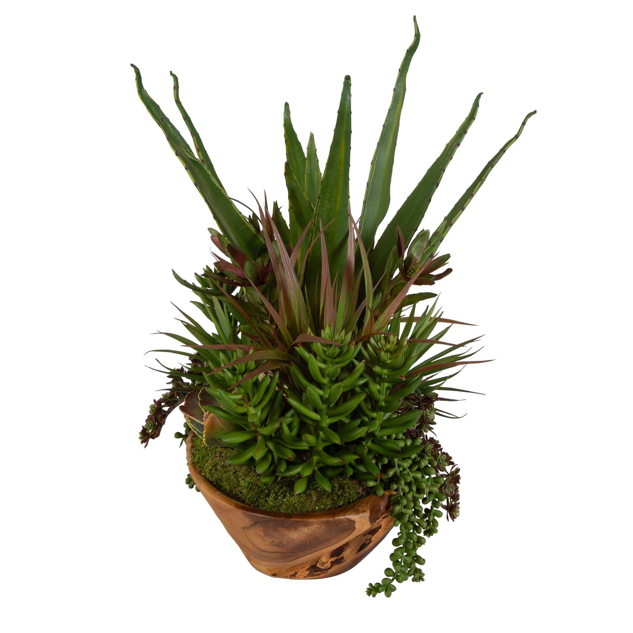 Salar - Succulents In Teak Bowl - Light Brown - Image 3