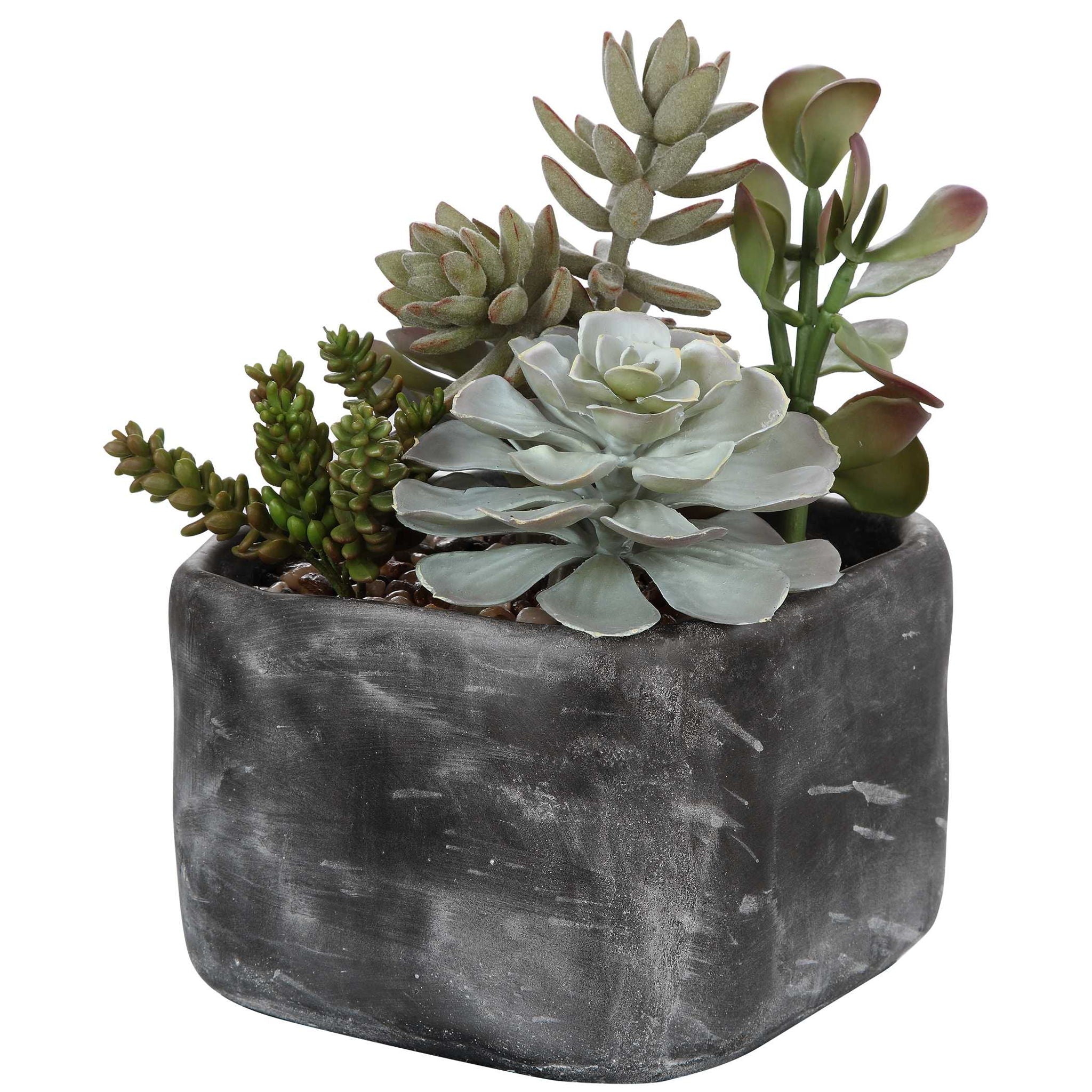 Alverio - Desert Garden Succulents - Pearl Silver - Image 2