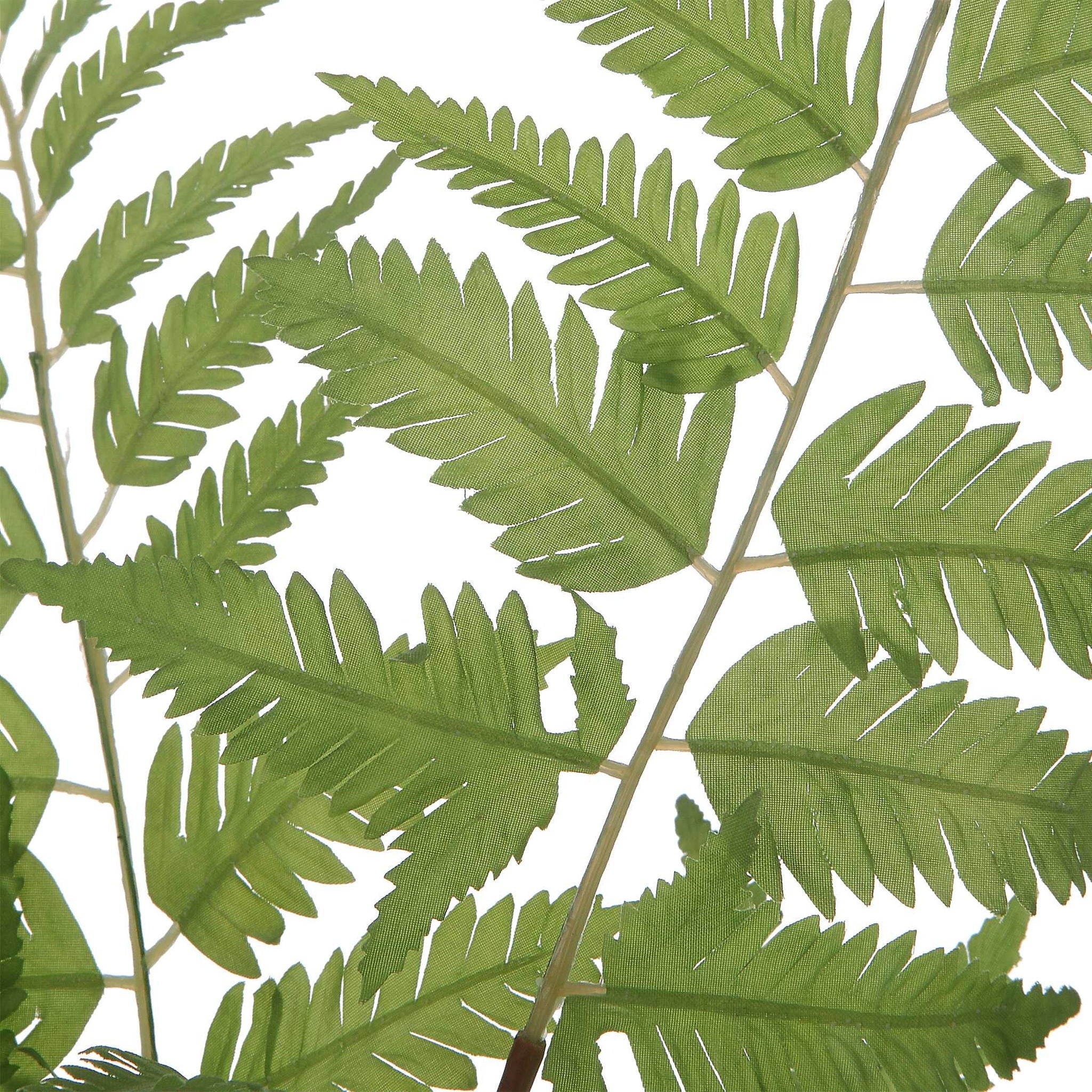 Country - Ferns (Set of 2) - Image 2