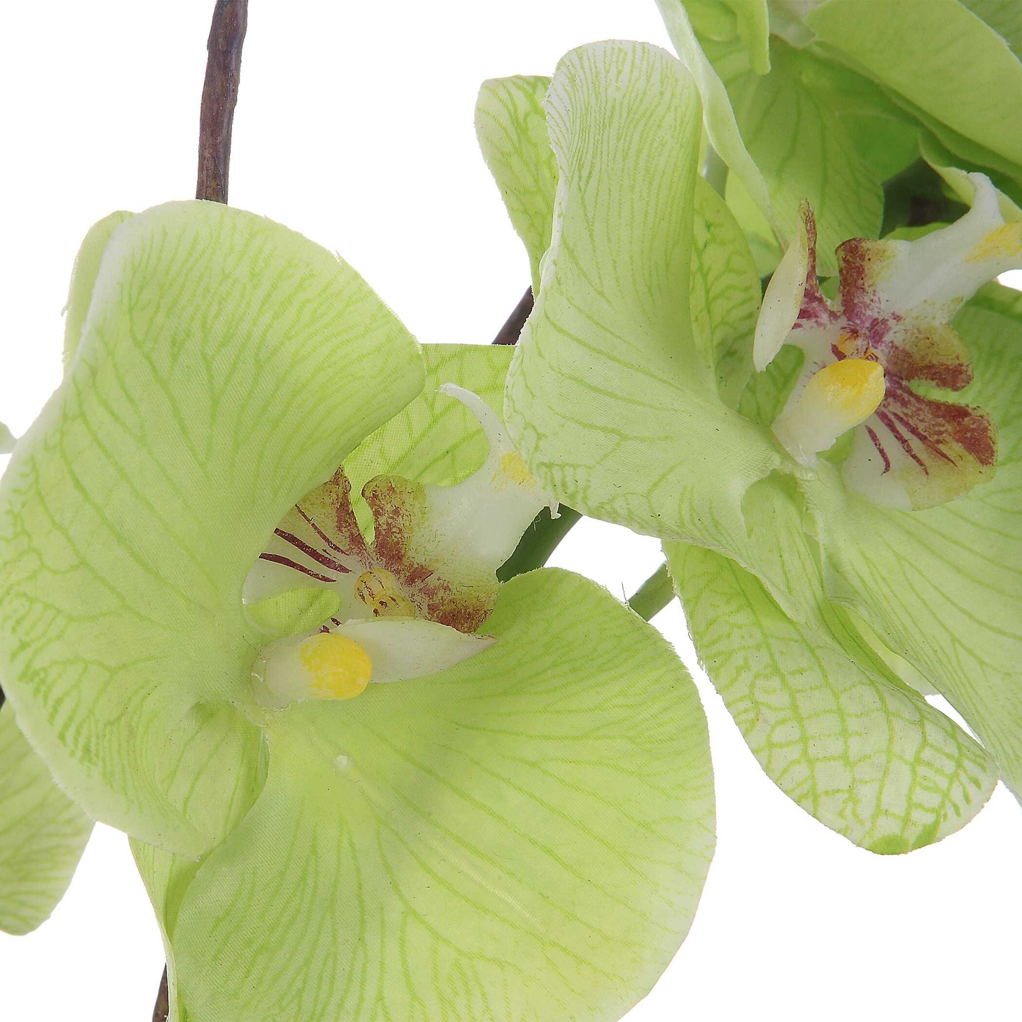 Valdive - Orchid - Image 2