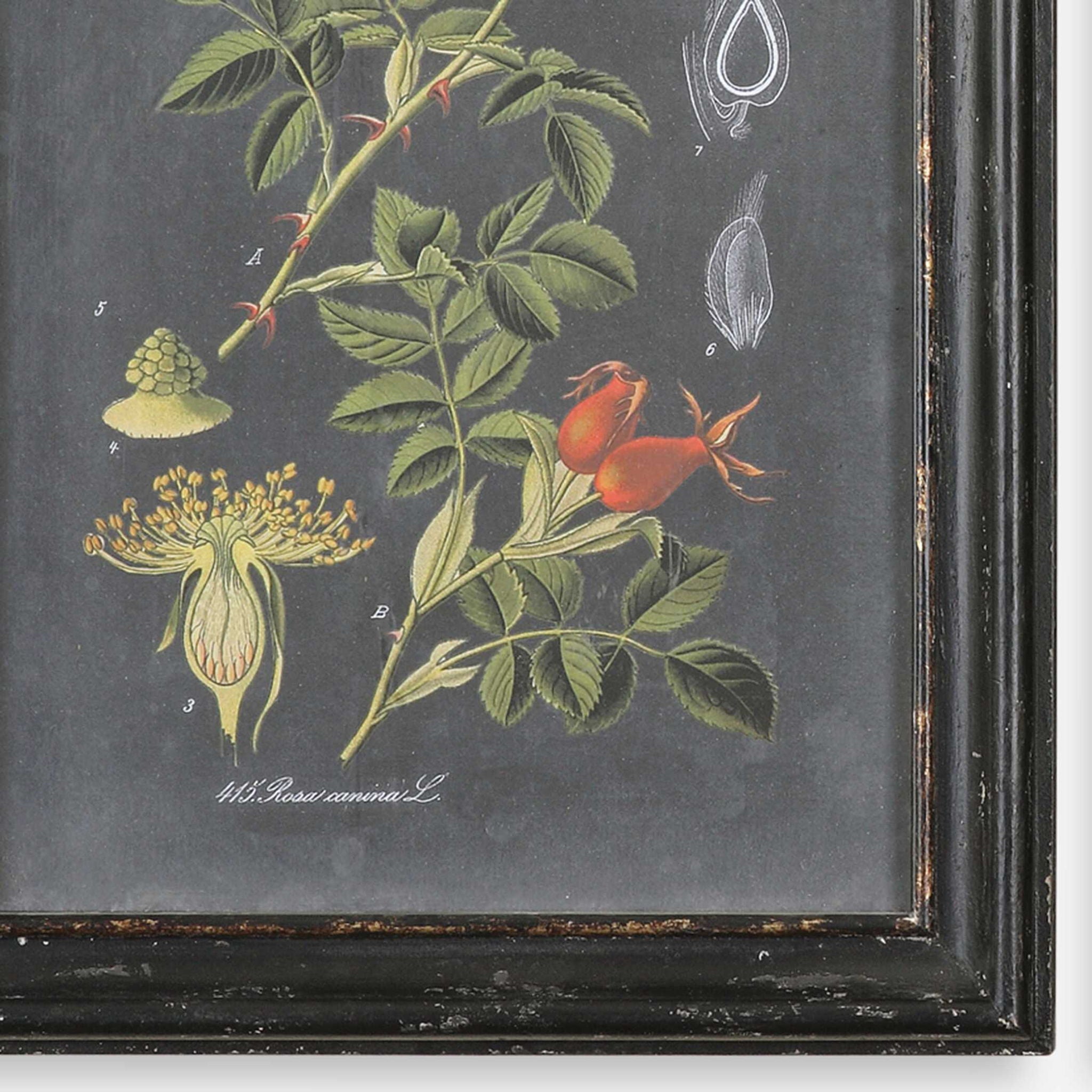 Midnight Botanicals - Wall Art (Set of 2) - Black - Image 2