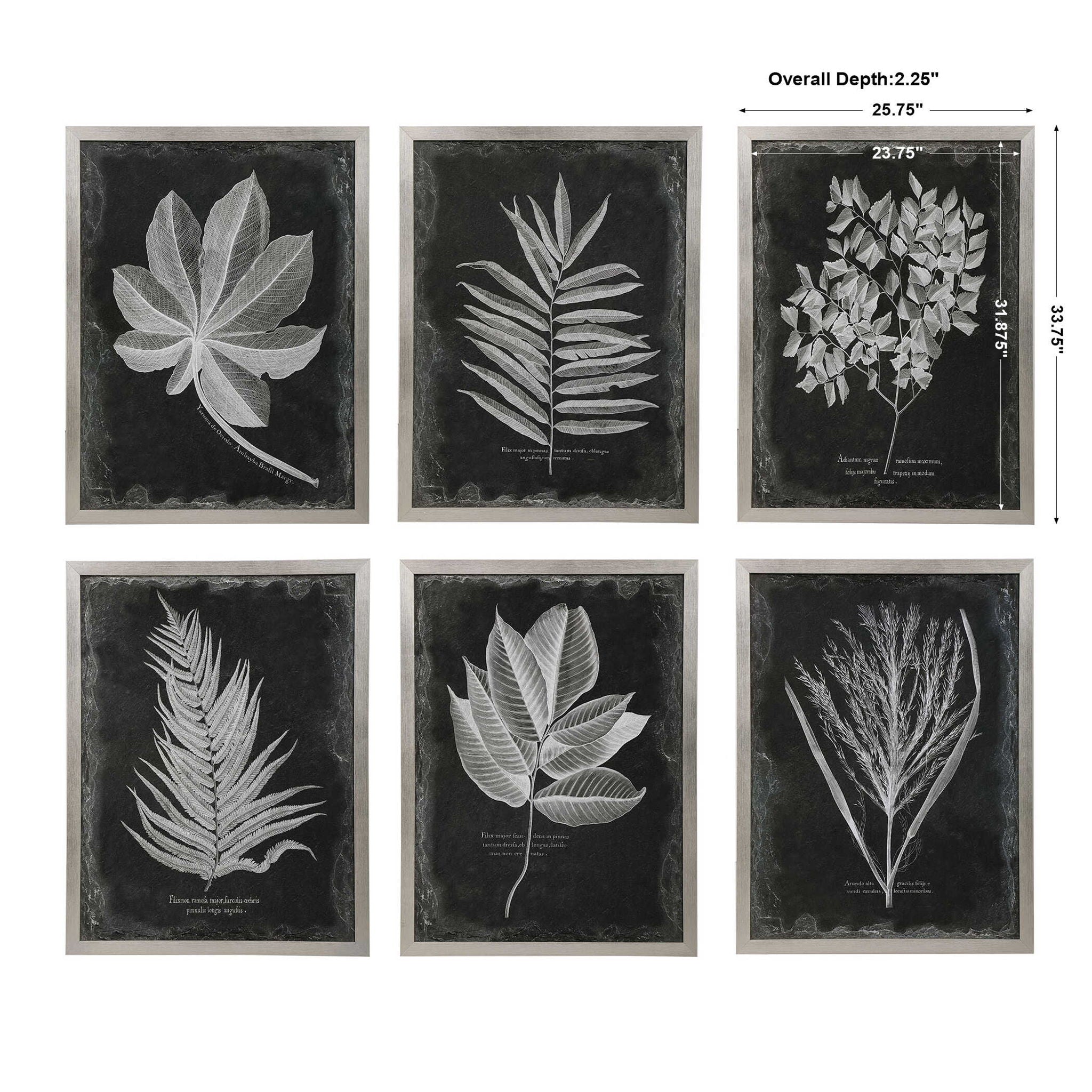 Foliage - Framed Prints (Set of 6) - Black - Image 3