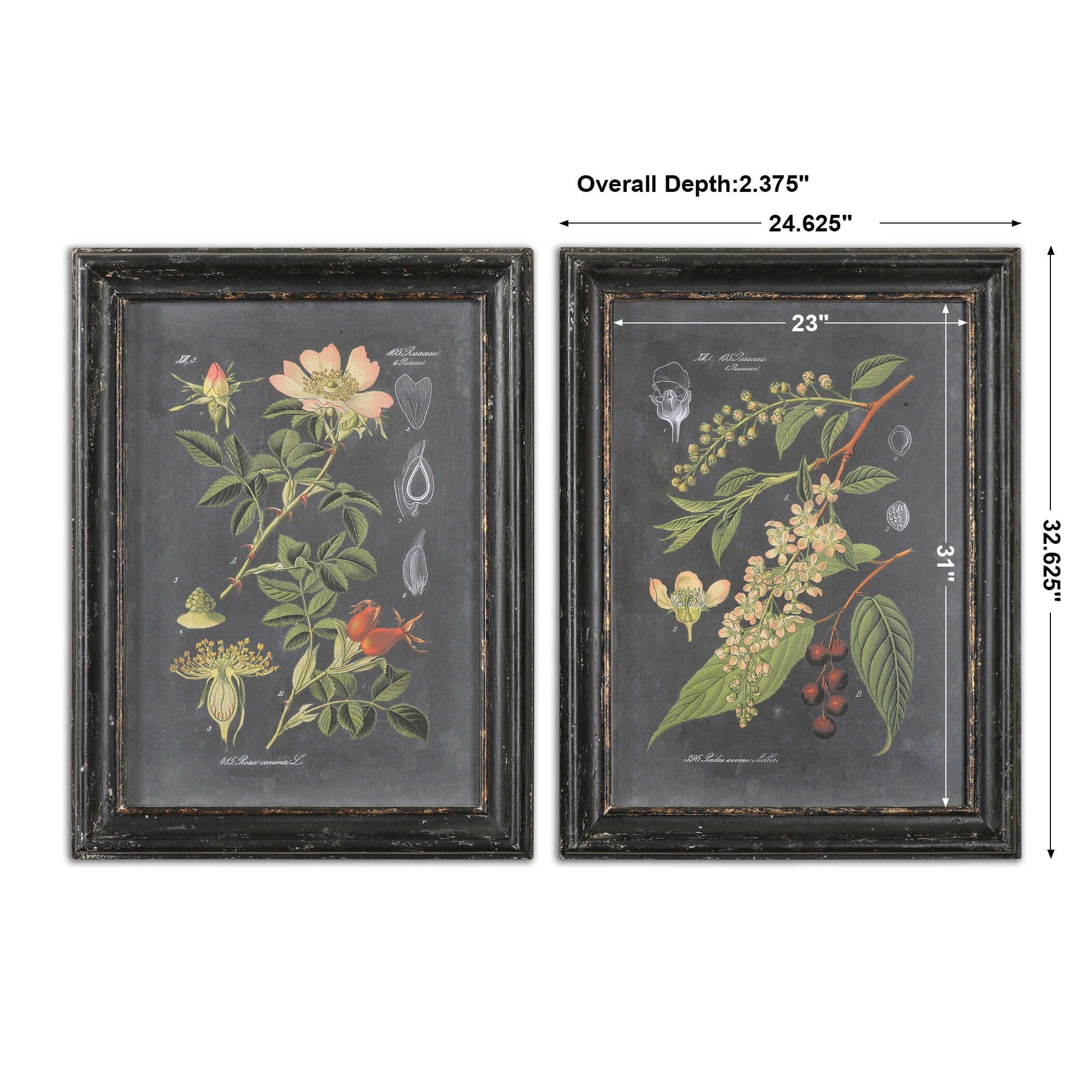 Midnight Botanicals - Wall Art (Set of 2) - Black - Image 3