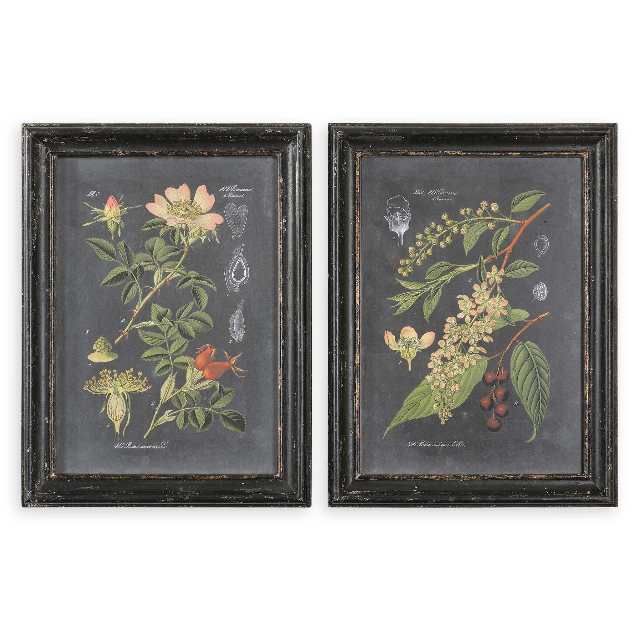 Midnight Botanicals - Wall Art (Set of 2) - Black - Image 1