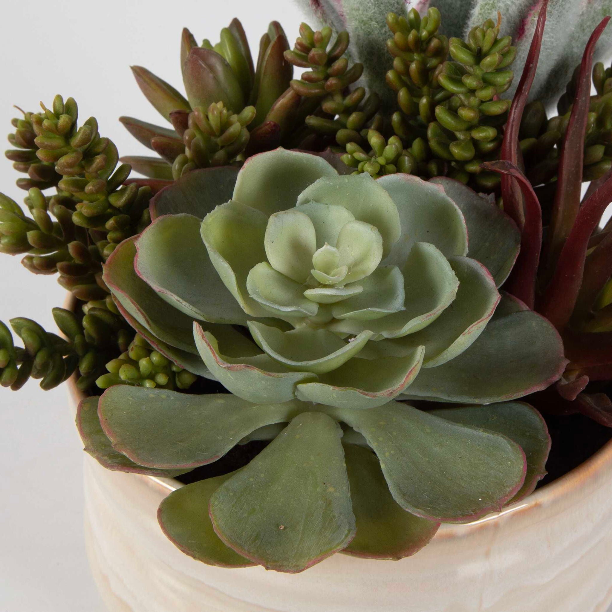 Mesa Succulent Accent - Pearl Silver - Image 2