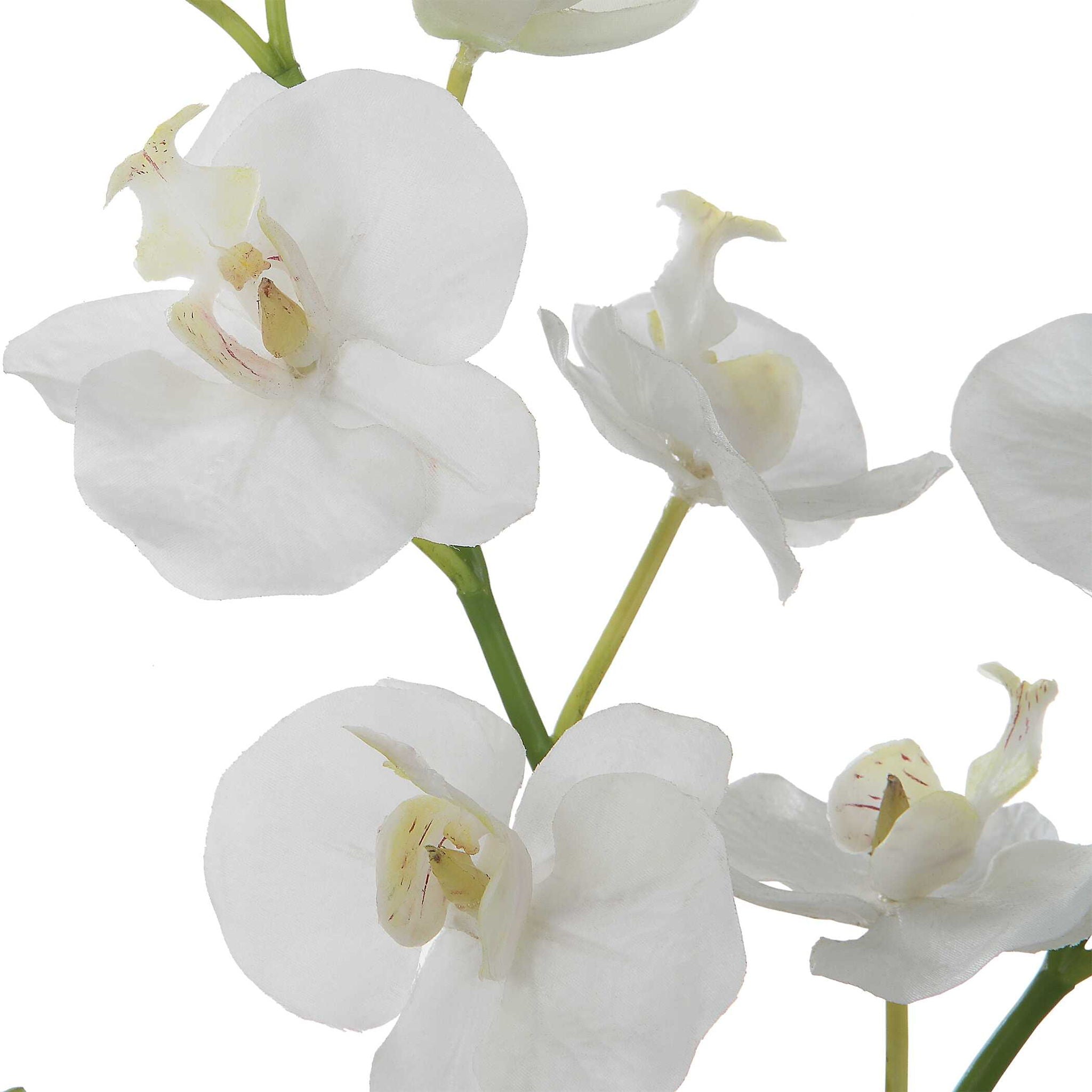 Glory - Orchid - Image 3