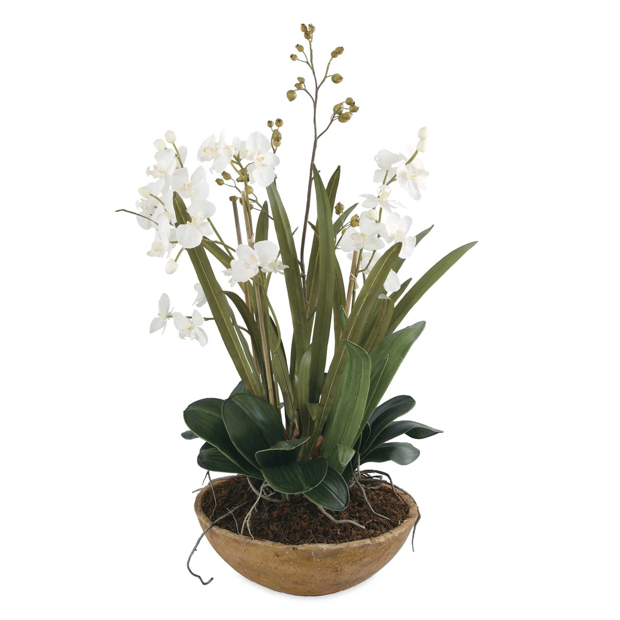 Moth Orchid – Planter – Green