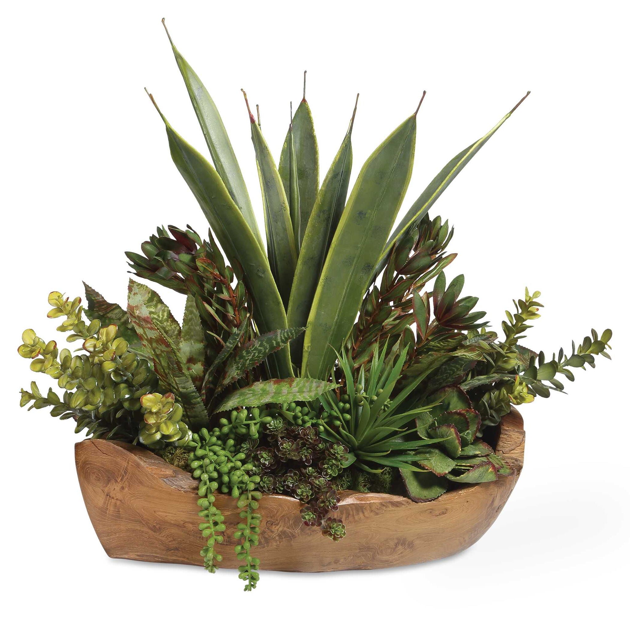 Salar - Succulents In Teak Bowl - Light Brown - Image 1