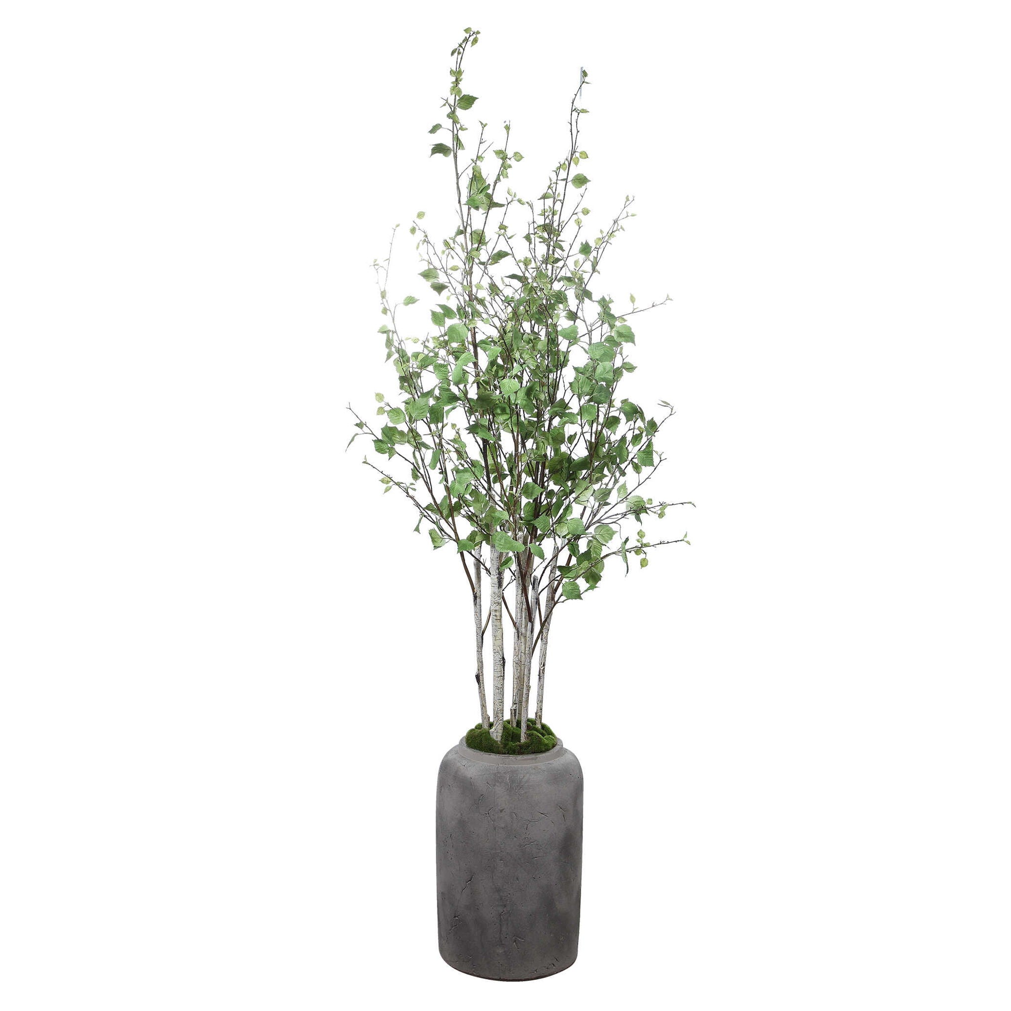 Aldis – Potted River Birch – Pearl Silver