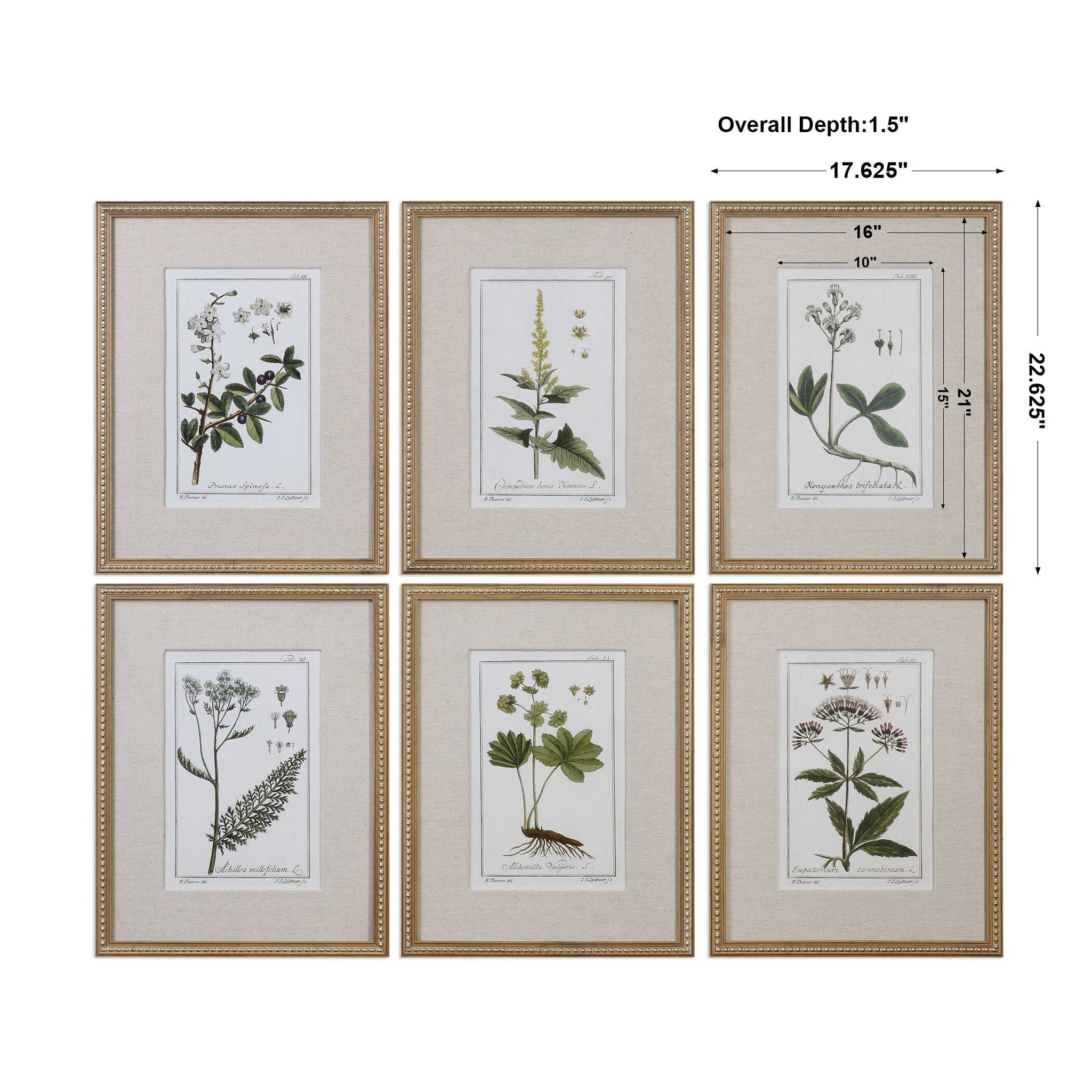 Green Floral Botanical Study - Prints (Set of 6) - Green - Image 3