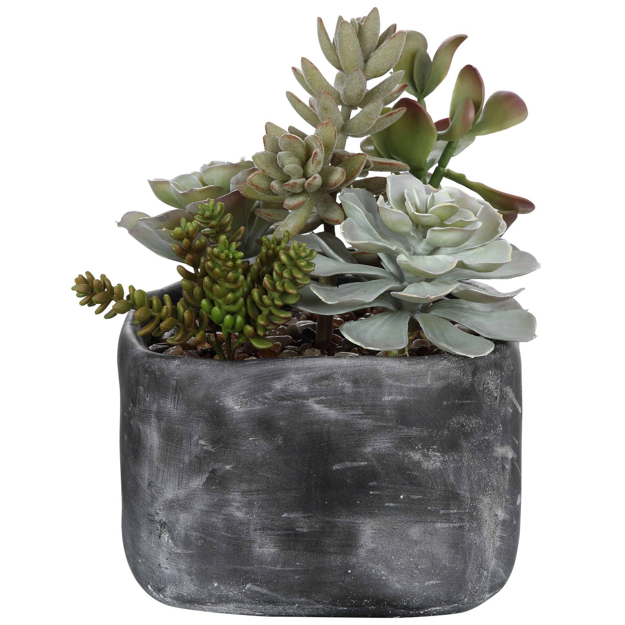 Alverio – Desert Garden Succulents – Pearl Silver