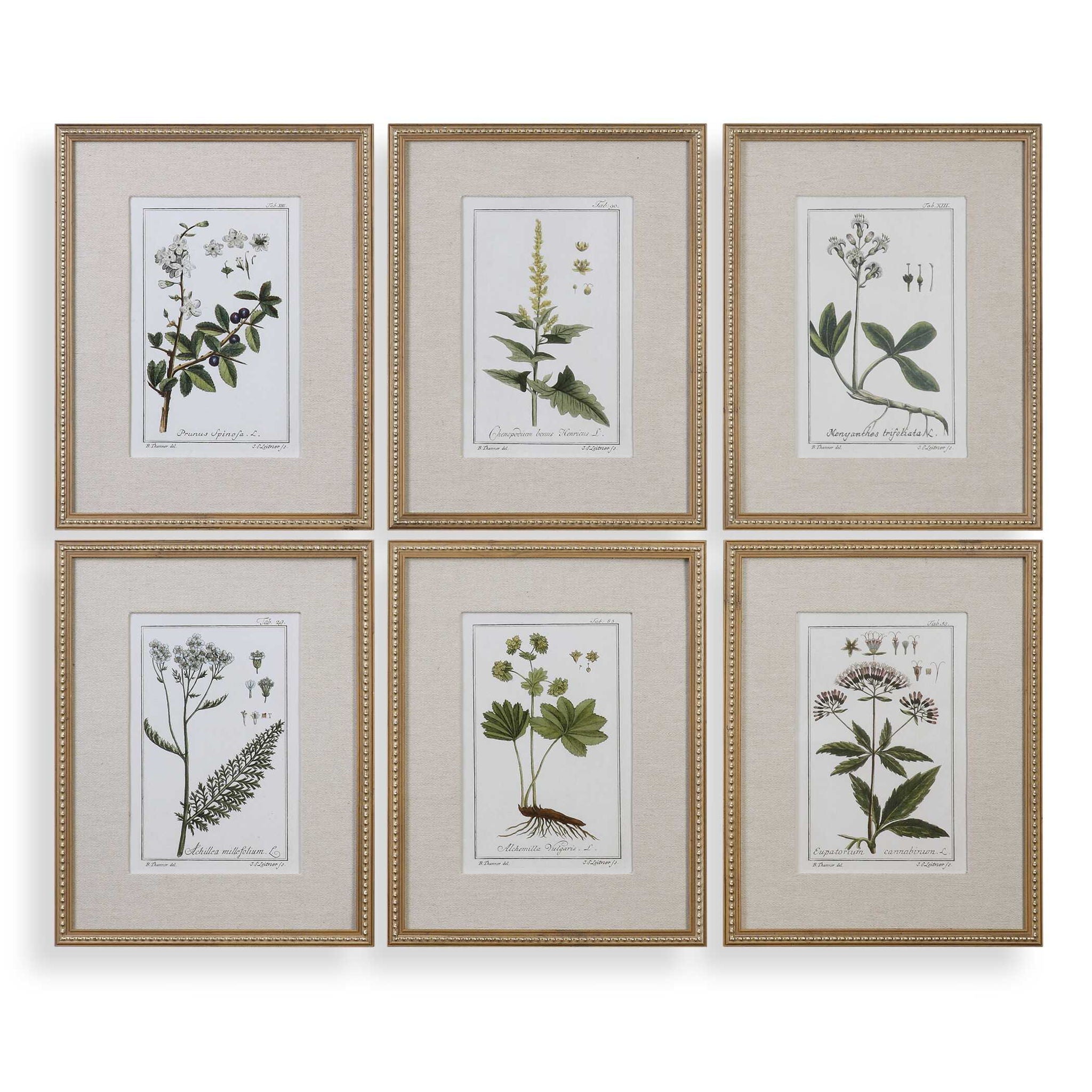 Green Floral Botanical Study - Prints (Set of 6) - Green - Image 1