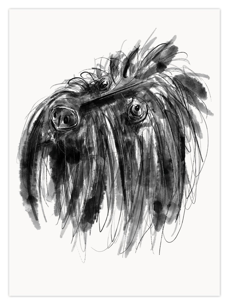 Scruffy (W) - Image 1